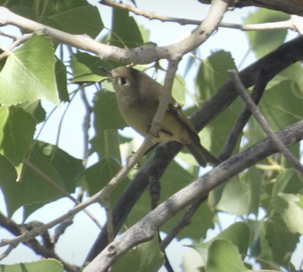 Ruby-crowned Kinglet - Carolyn Sanders