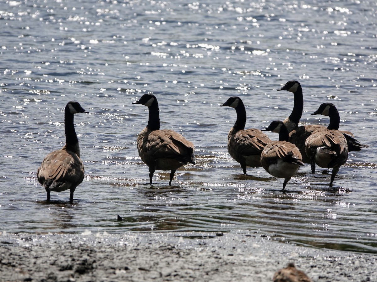 Canada Goose - ML477960191