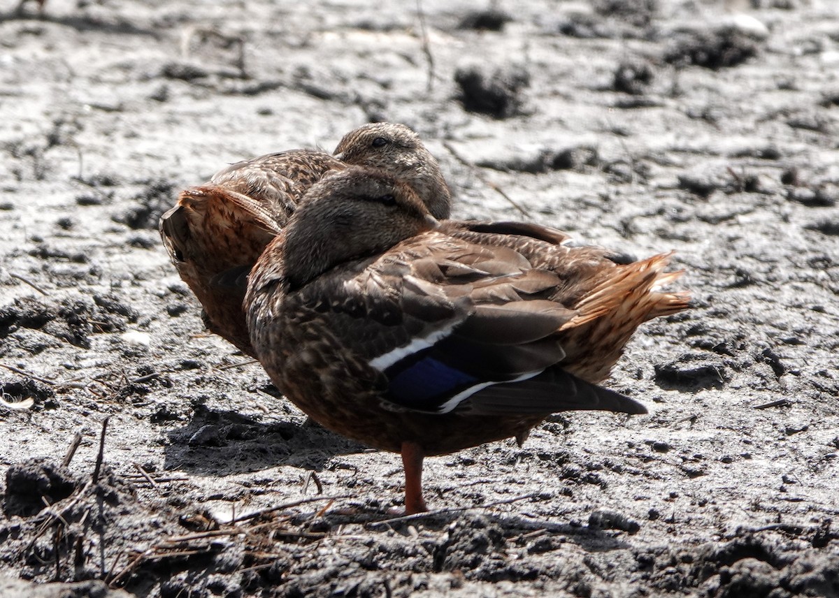 Mallard - ML477960401