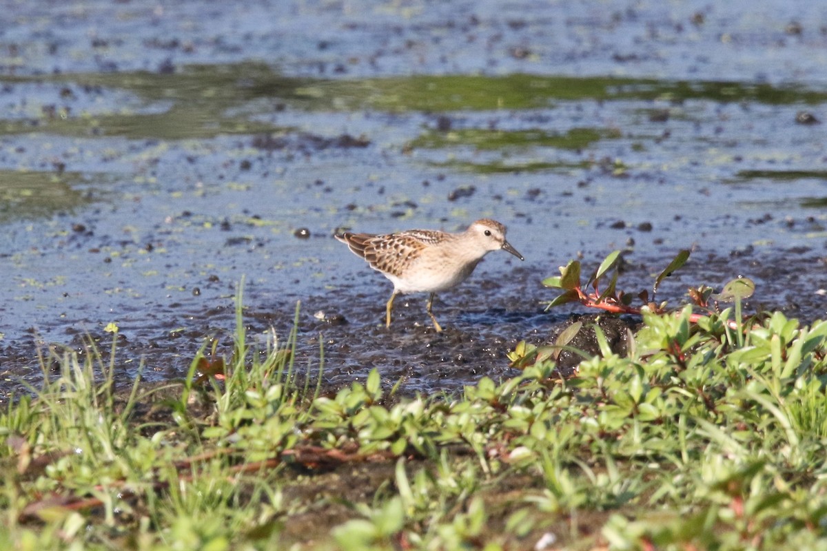 Least Sandpiper - ML477960521