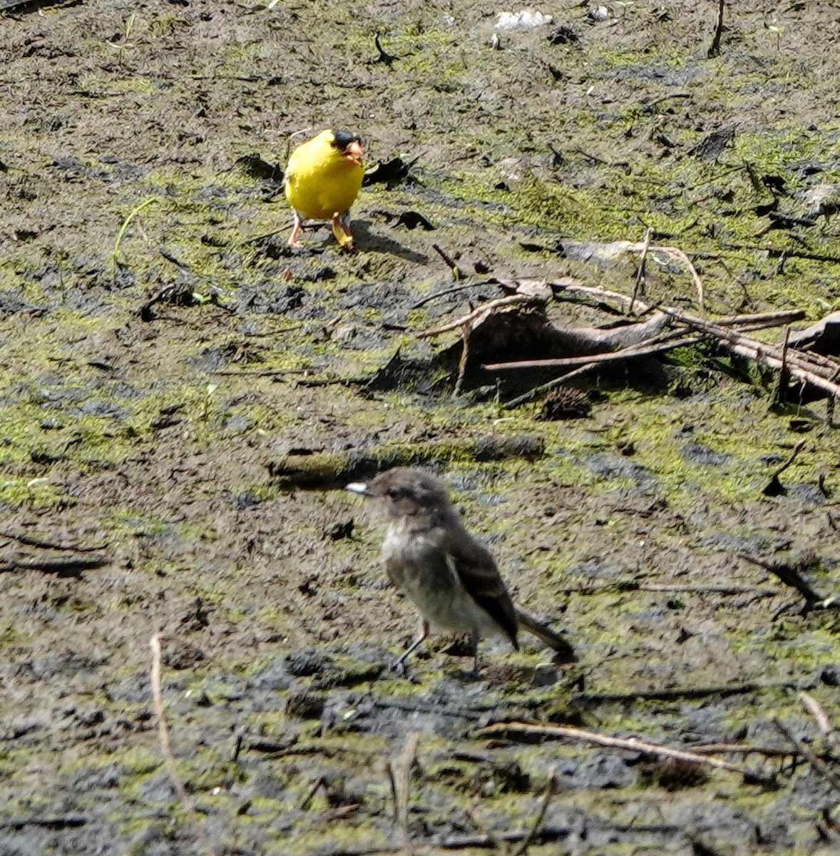 Eastern Phoebe - ML477960971