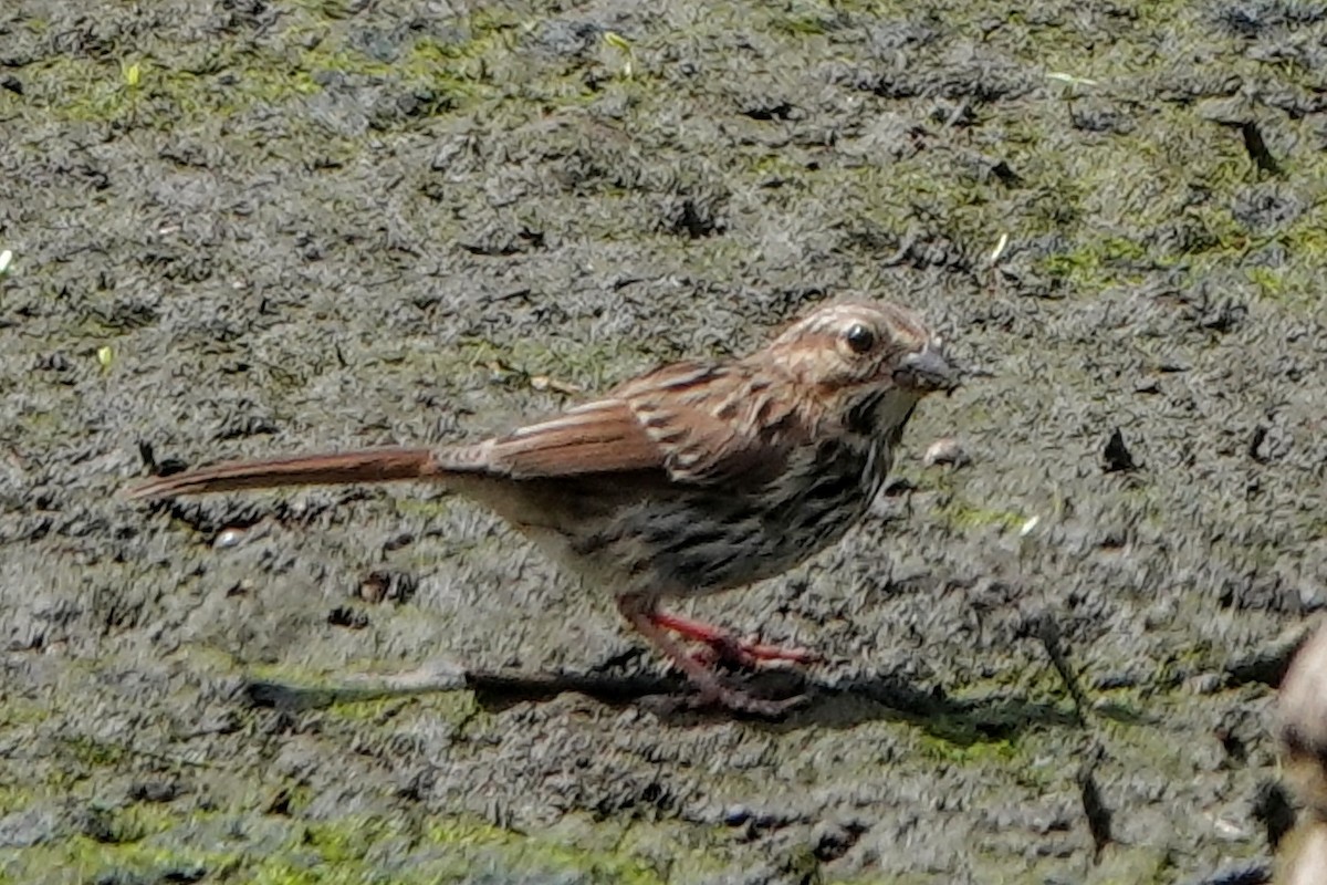 Song Sparrow - ML477961261