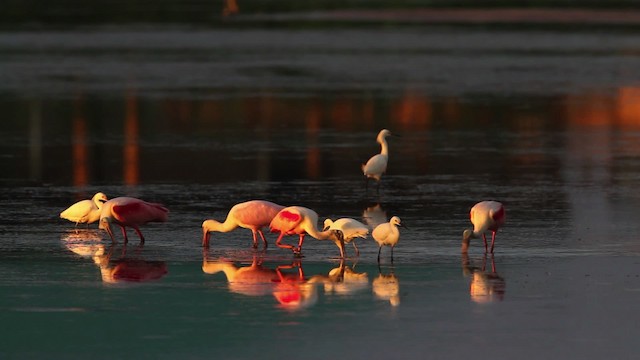 Roseate Spoonbill - ML477962