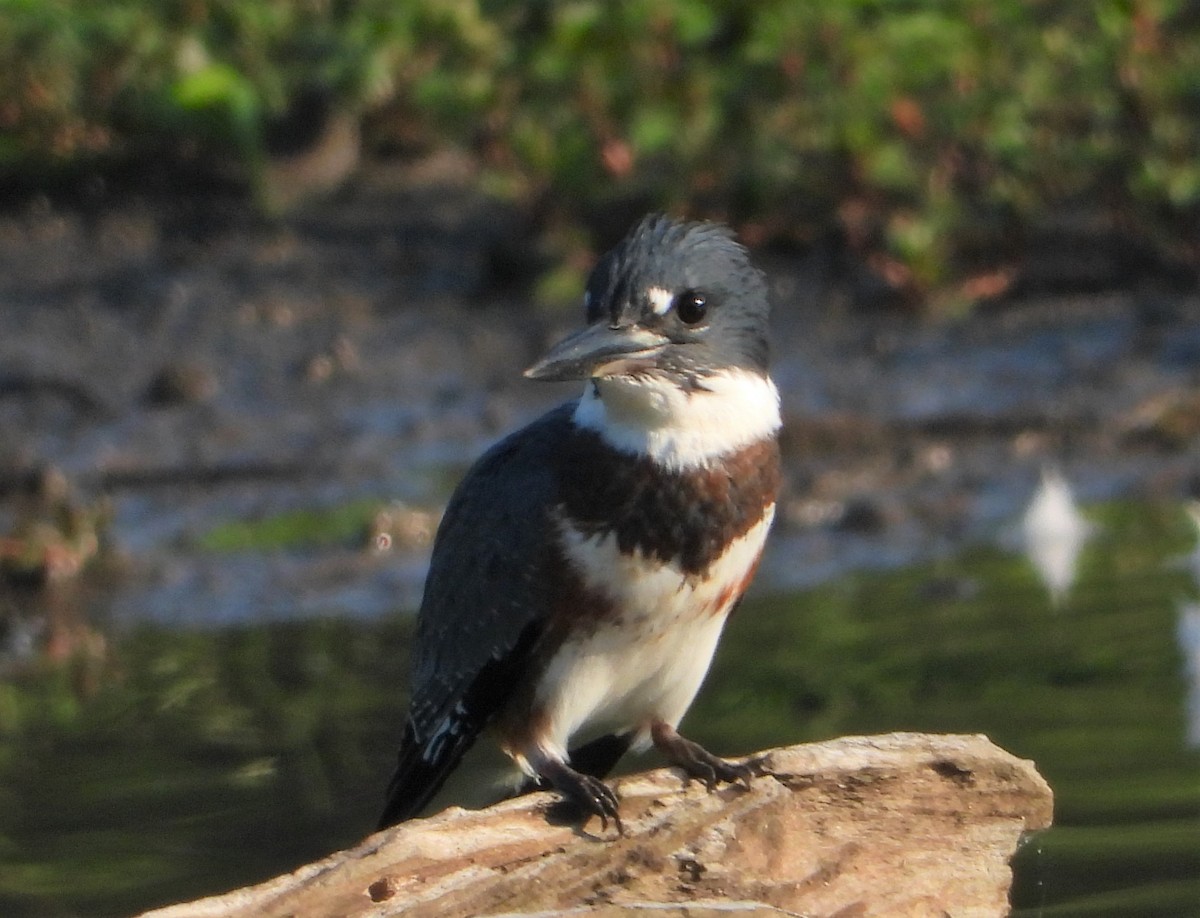 Belted Kingfisher - Richard Chirichiello