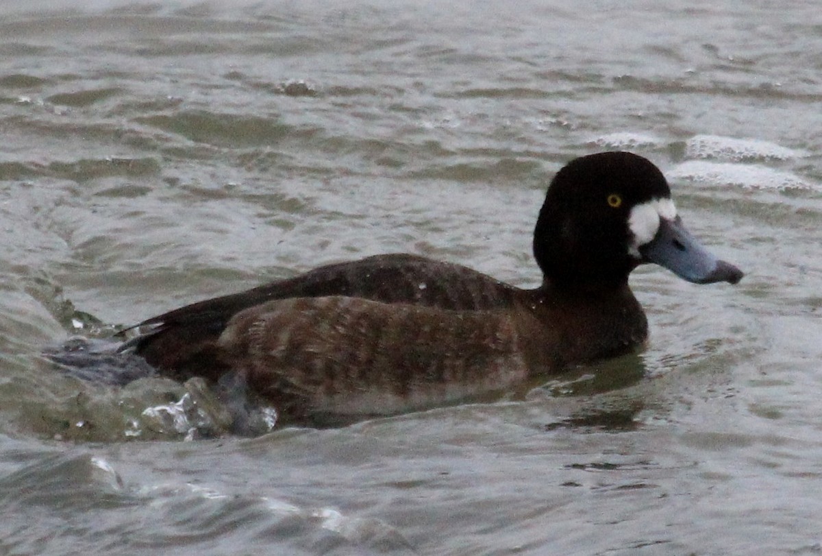 Greater Scaup - Nels Nelson