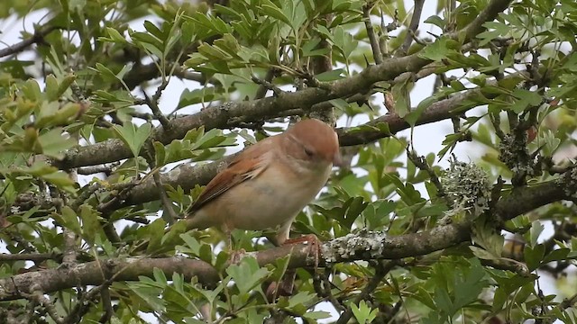 Greater Whitethroat - ML477962871