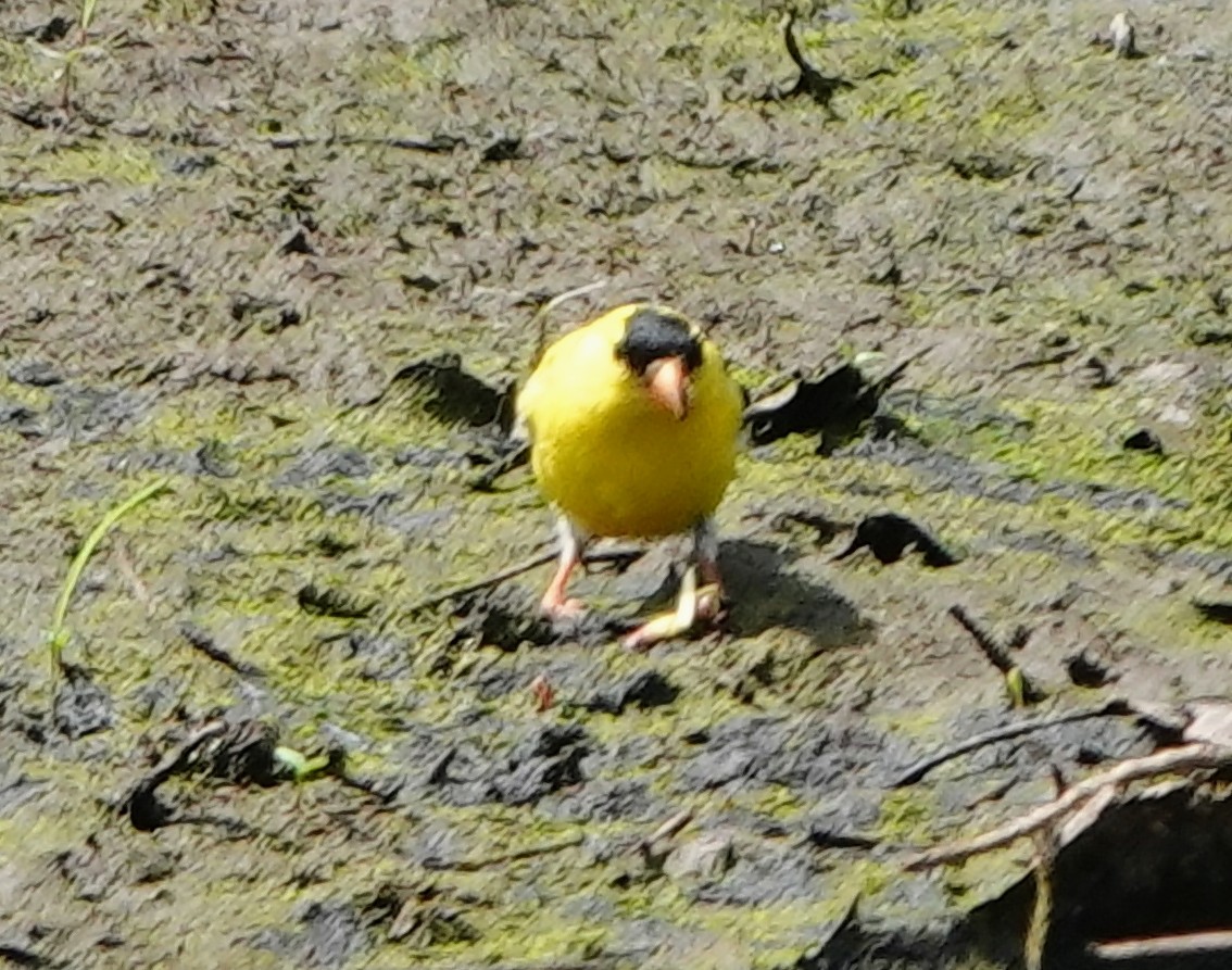 American Goldfinch - ML477963711