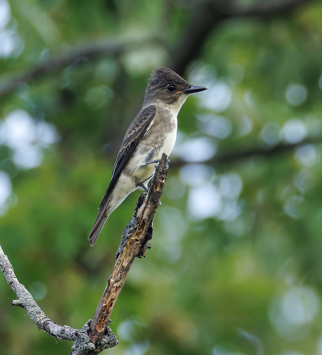 Olive-sided Flycatcher - ML477966881
