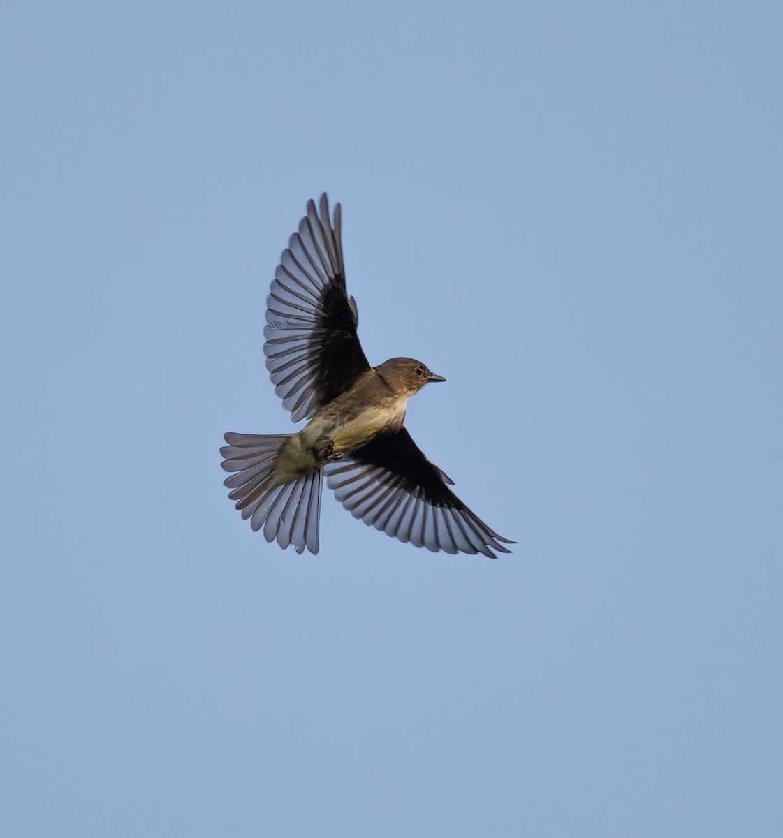 Olive-sided Flycatcher - ML477966931