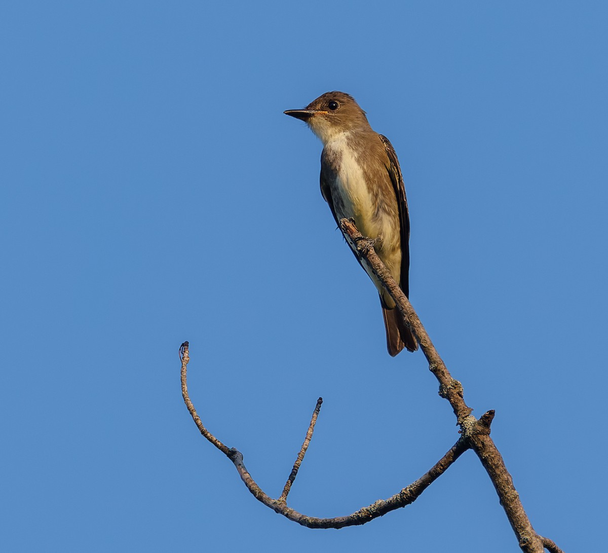 Olive-sided Flycatcher - ML477966941