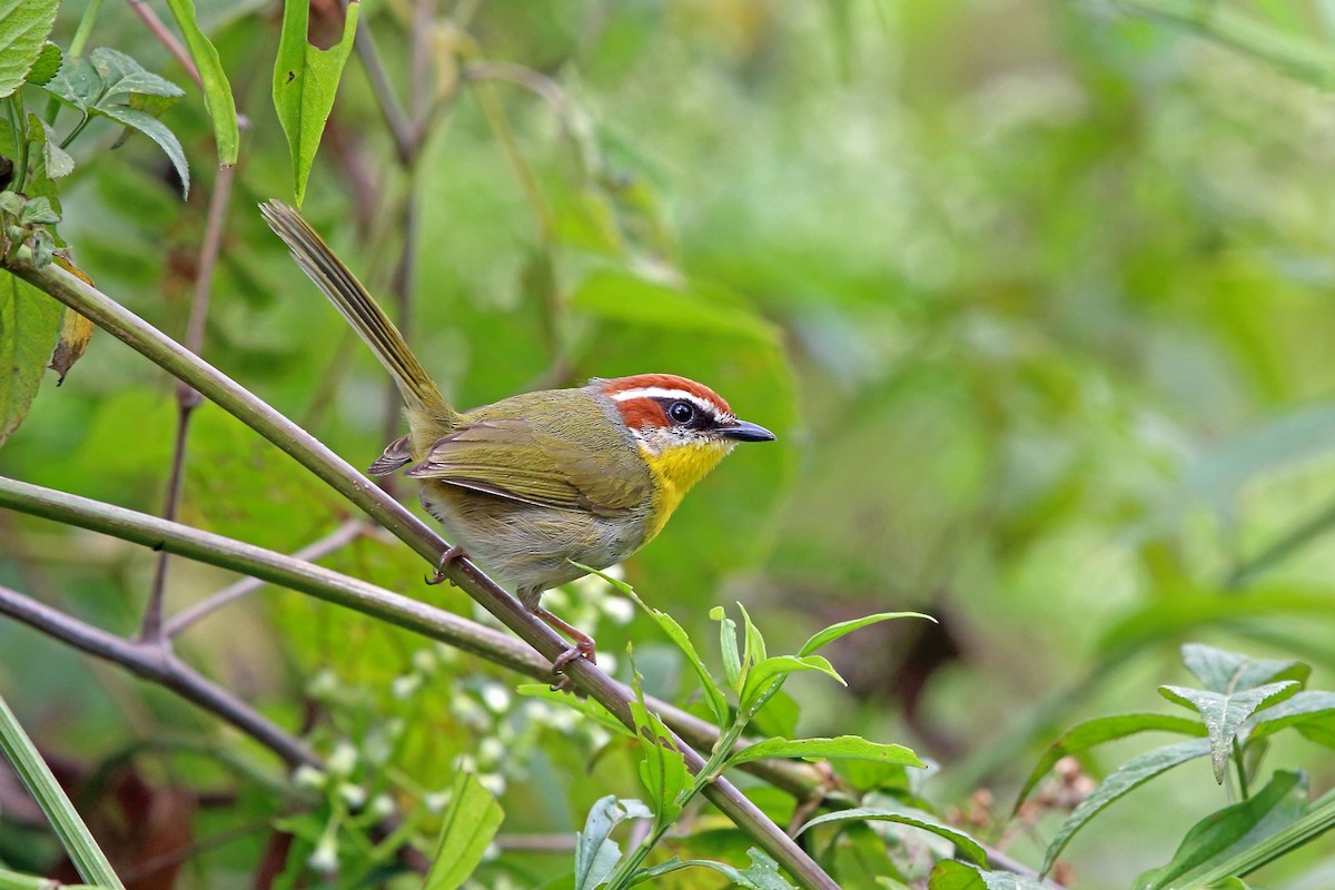 Rufous-capped Warbler (rufifrons Group) - Nigel Voaden