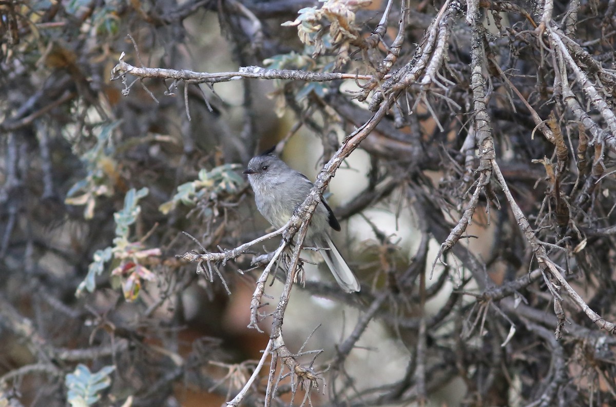 Ash-breasted Tit-Tyrant - ML477968501