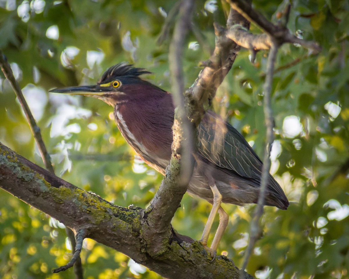 Green Heron - ML477968791