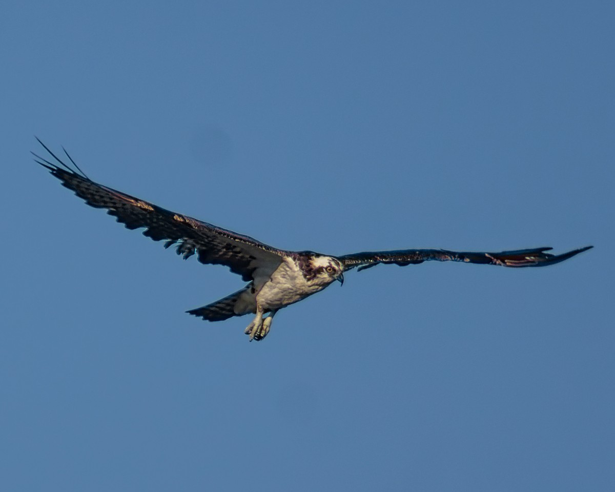 Balbuzard pêcheur - ML477968821