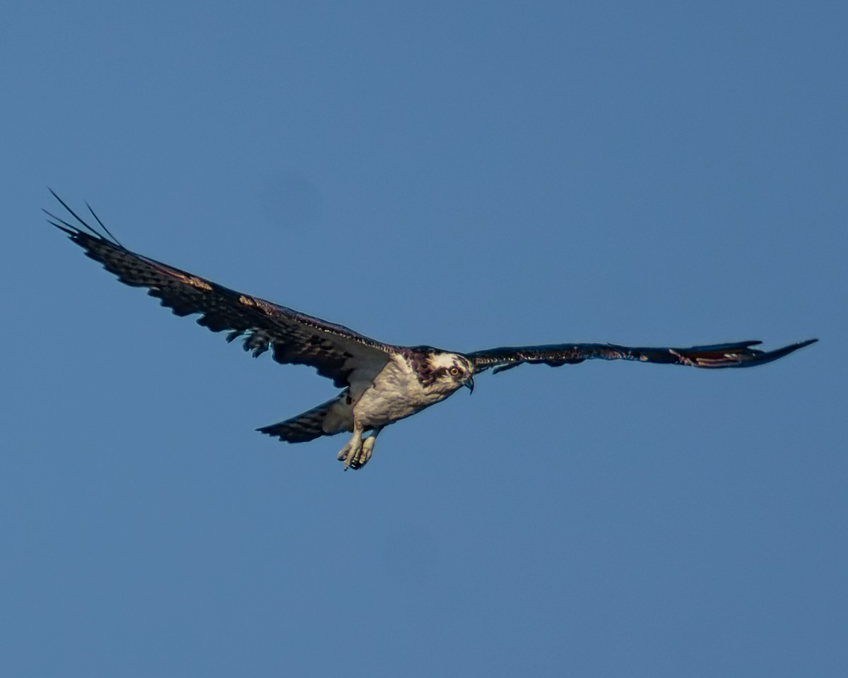 Balbuzard pêcheur - ML477968821