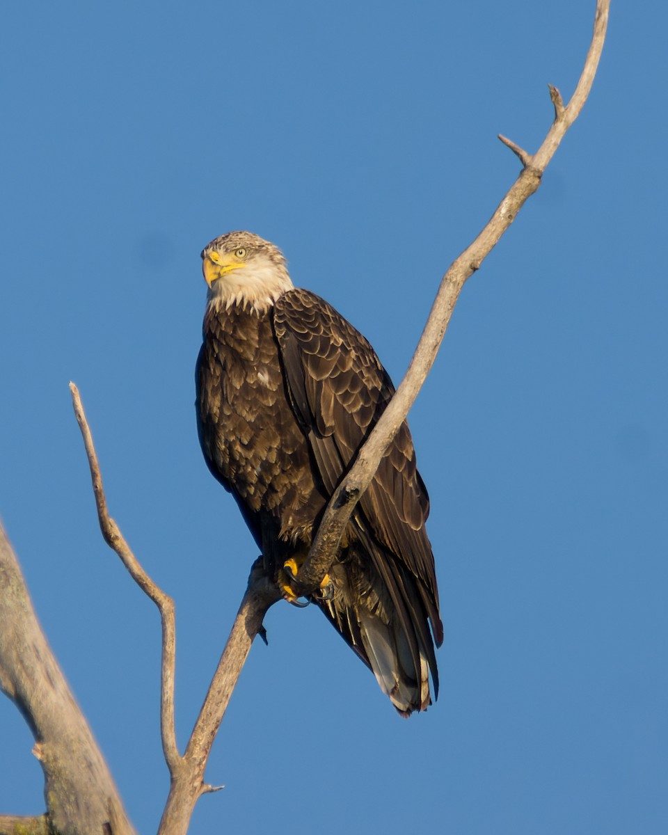 Weißkopf-Seeadler - ML477968861