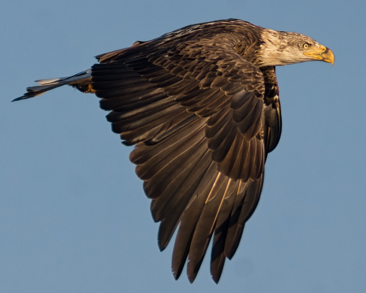 Weißkopf-Seeadler - ML477968881