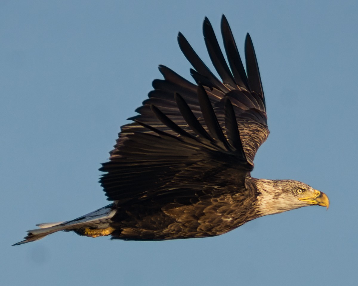 Weißkopf-Seeadler - ML477968891