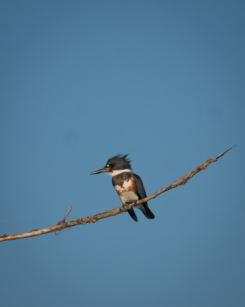 Belted Kingfisher - Carey Sherrill