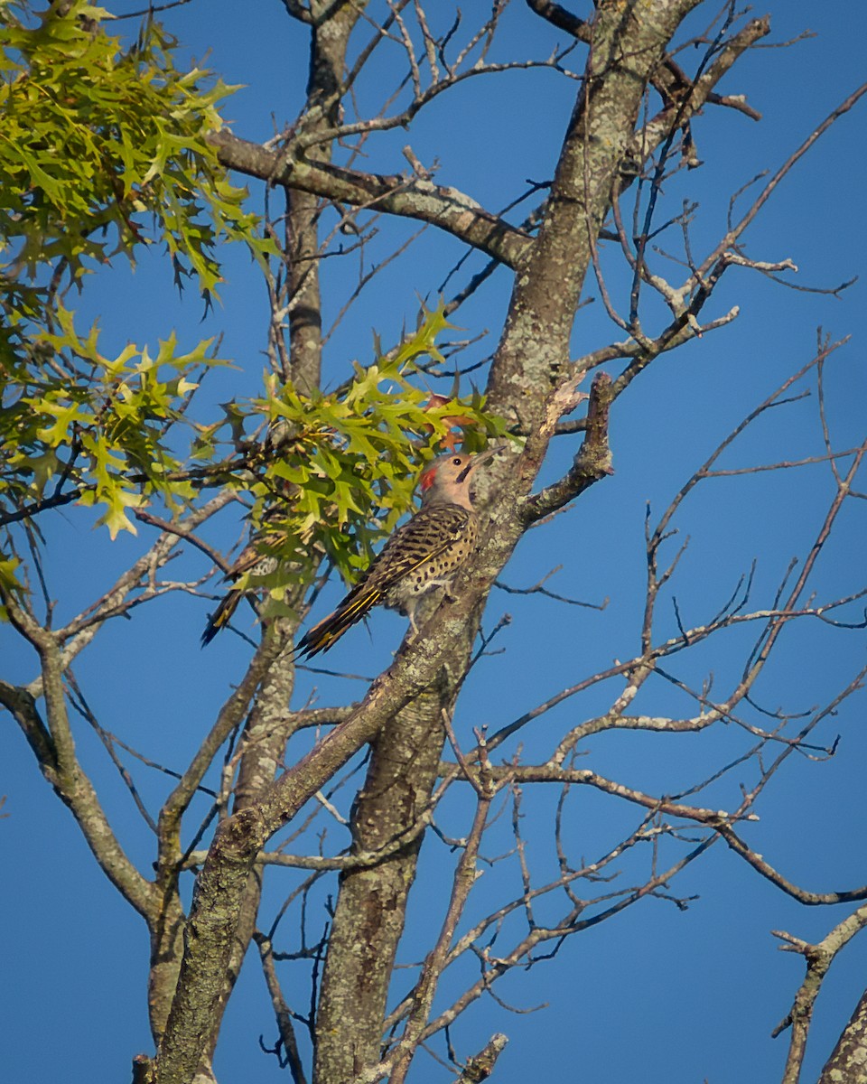 Northern Flicker - ML477969071