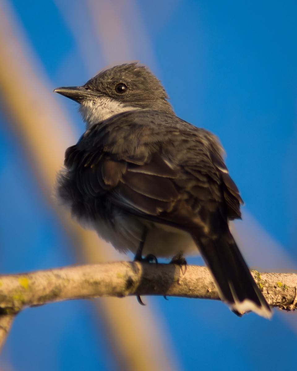 Eastern Kingbird - ML477969321