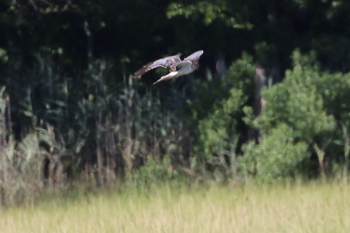 Northern Harrier - ML477969331