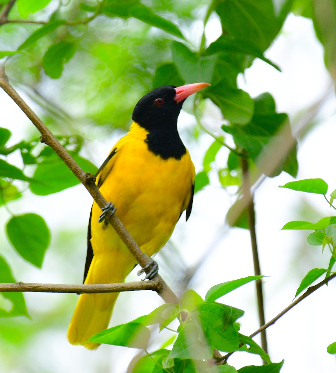 Black-hooded Oriole - ML477969451