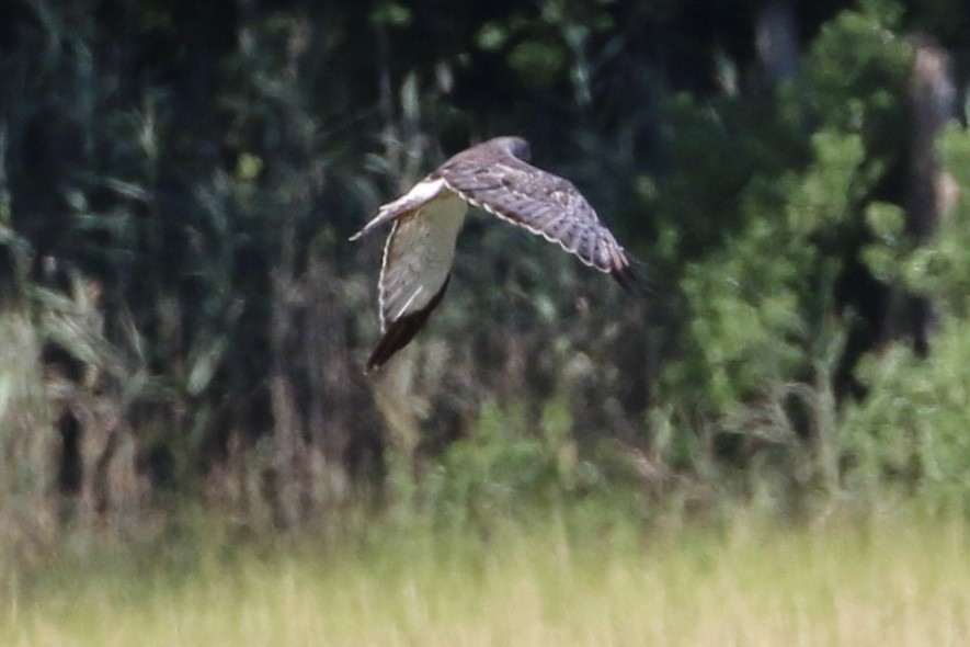 Northern Harrier - ML477970251