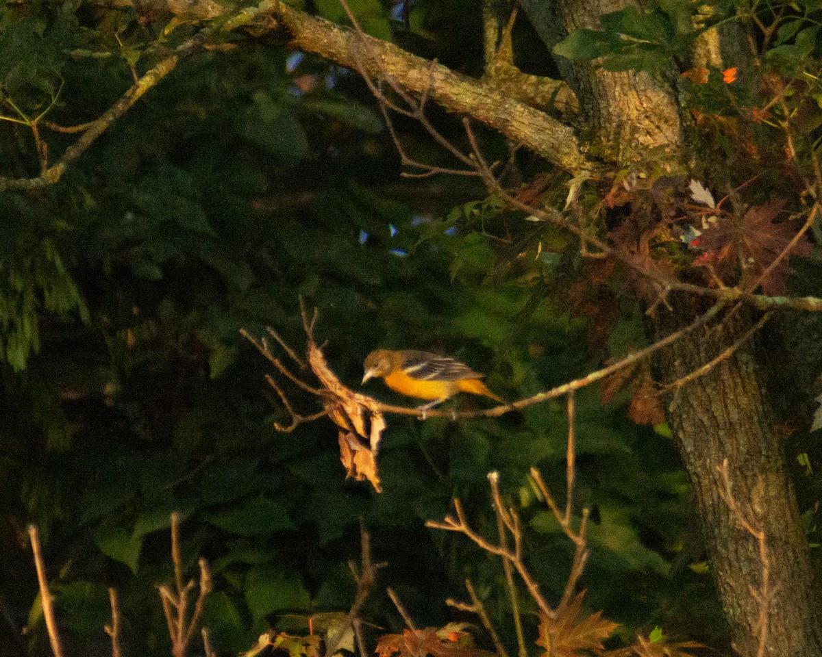 Baltimore Oriole - ML477970881