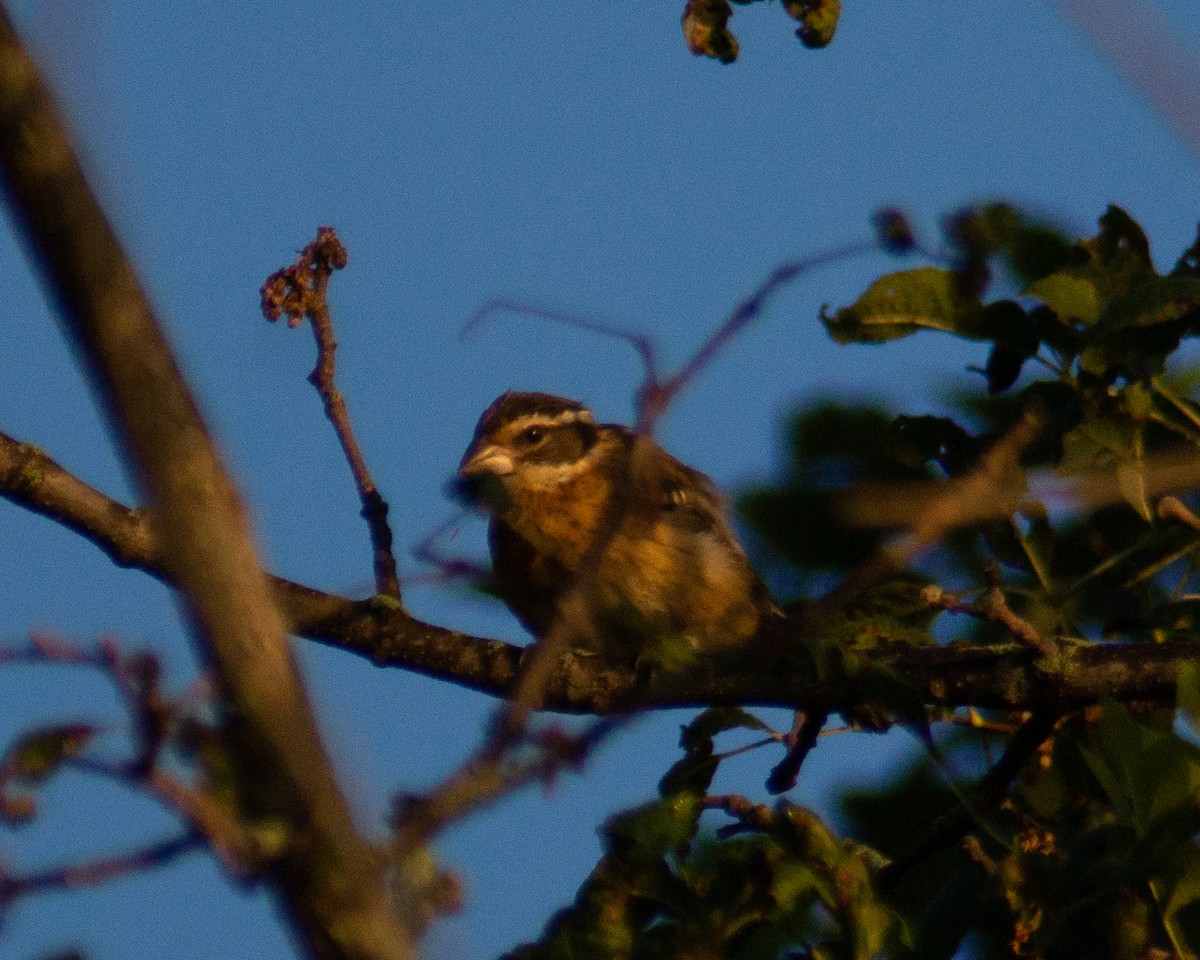 Rose-breasted Grosbeak - ML477970961