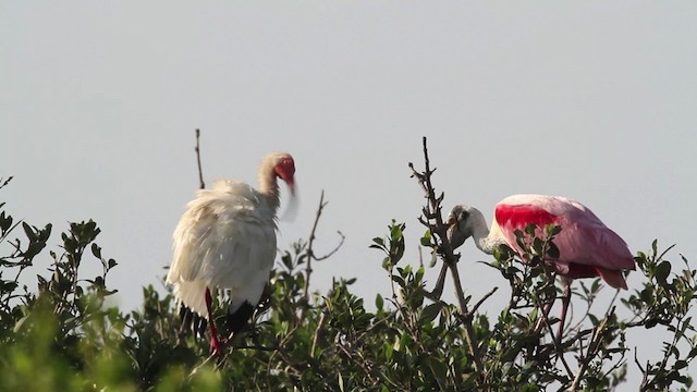 Ibis blanc - ML477971