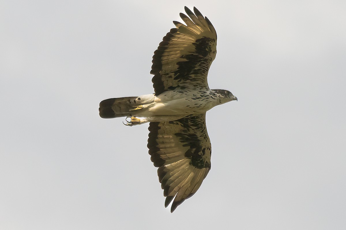 African Hawk-Eagle - ML477971491