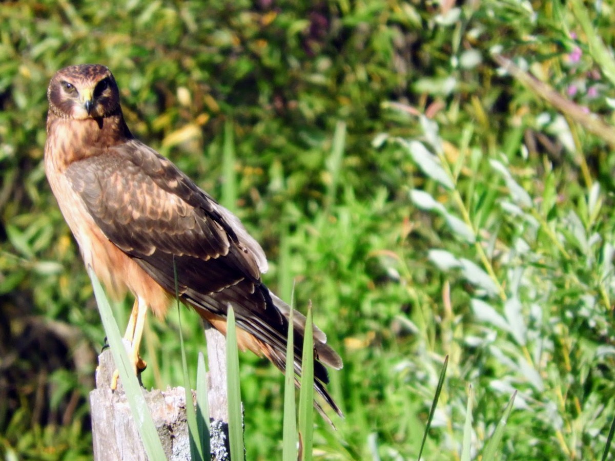 Northern Harrier - ML477971521