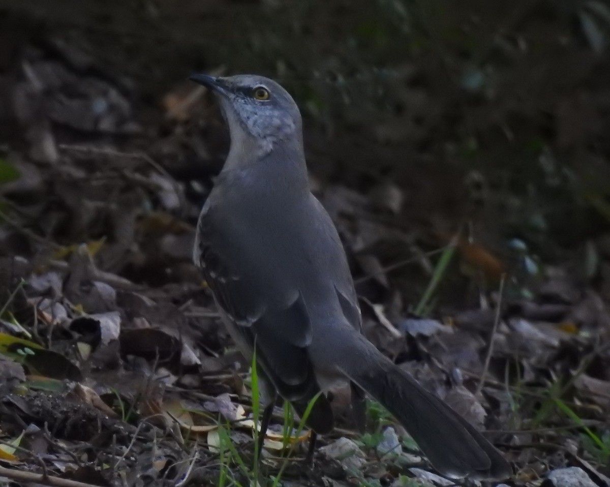 Northern Mockingbird - ML47797241