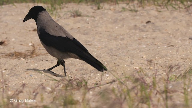 Hooded Crow - ML477972571