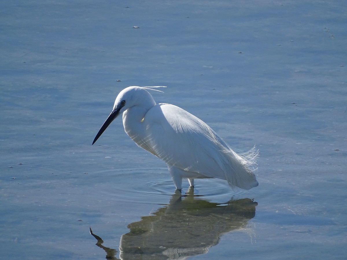 Little Egret - Hector Marti