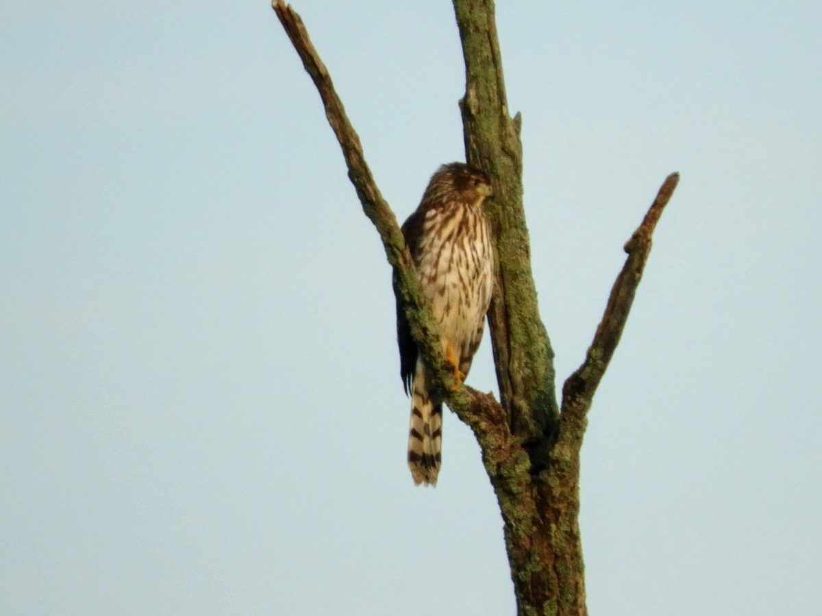 Cooper's Hawk - ML477974621