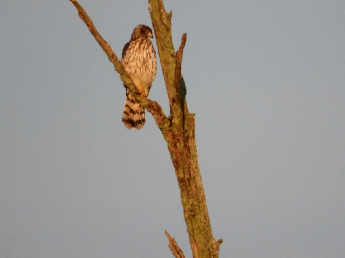 Cooper's Hawk - ML477974631