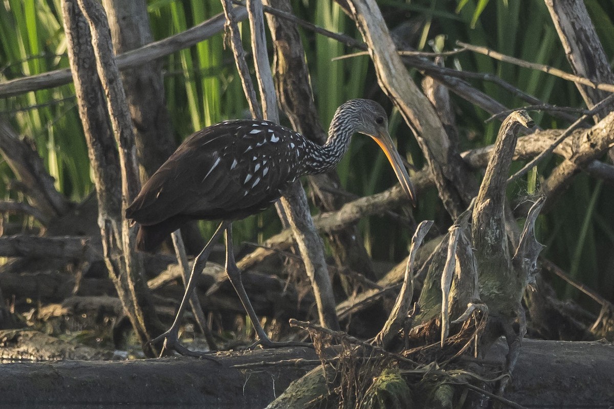 Limpkin - ML477975091