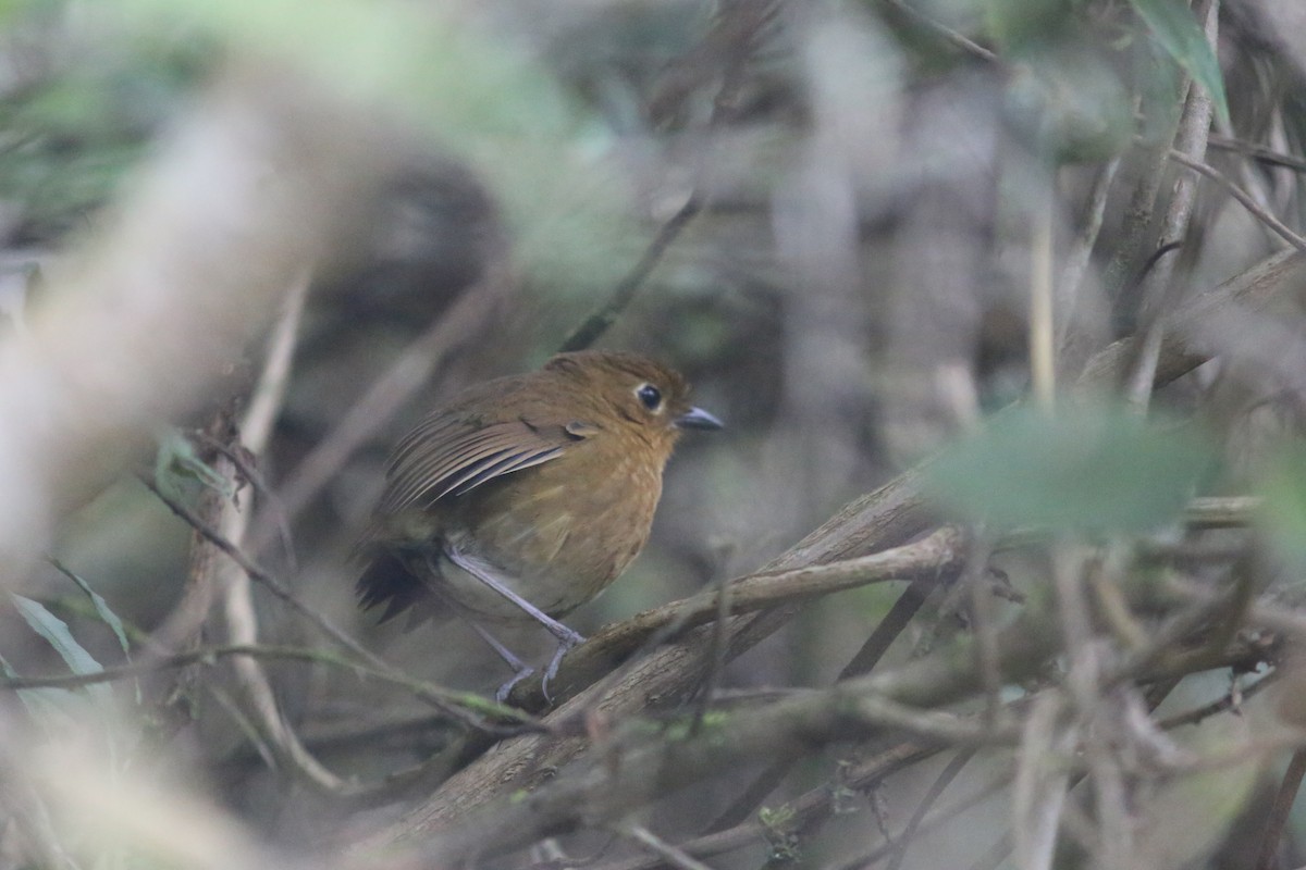 Panao Antpitta - ML477975271