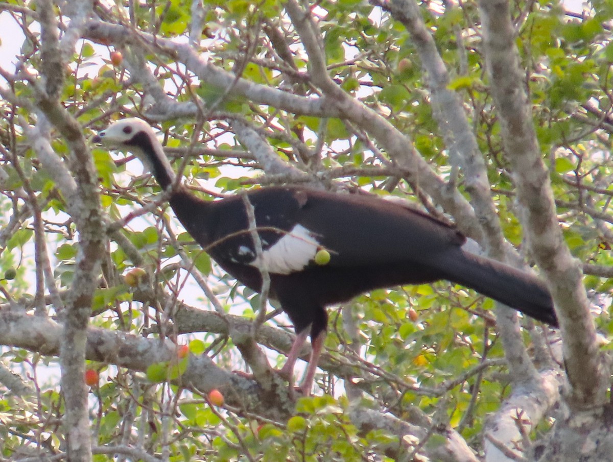 White-throated Piping-Guan - ML477975311