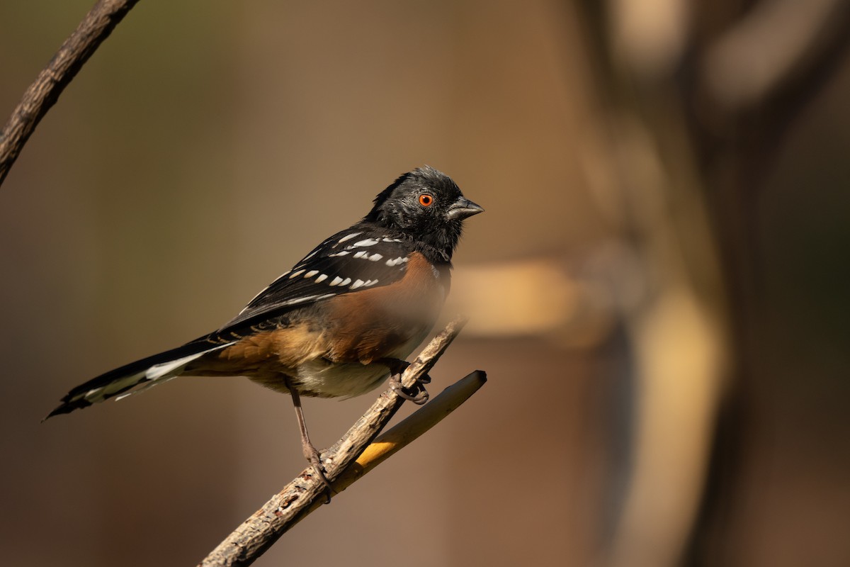 Spotted Towhee - ML477975701