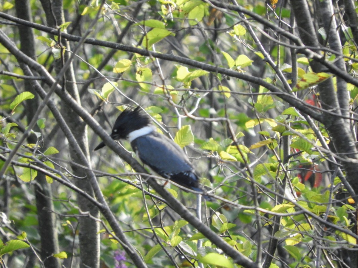 Belted Kingfisher - ML477976181