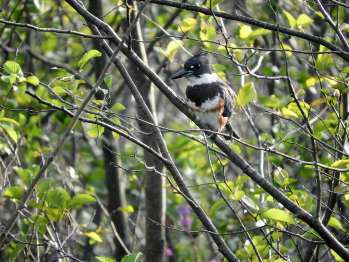 Belted Kingfisher - ML477976201