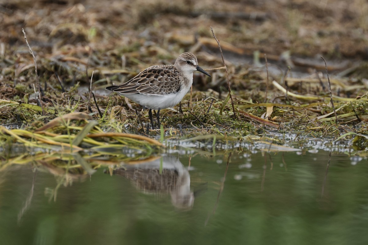 Semipalmated Sandpiper - ML477976781