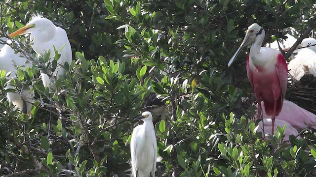 Roseate Spoonbill - ML477978