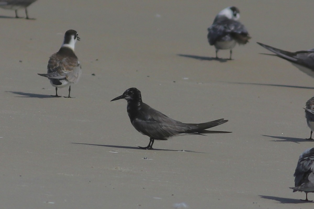 Black Tern - ML477978051