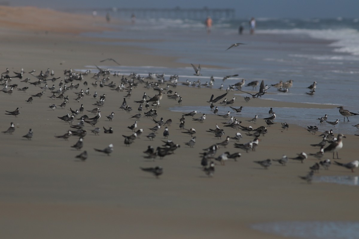 Black Tern - ML477978081