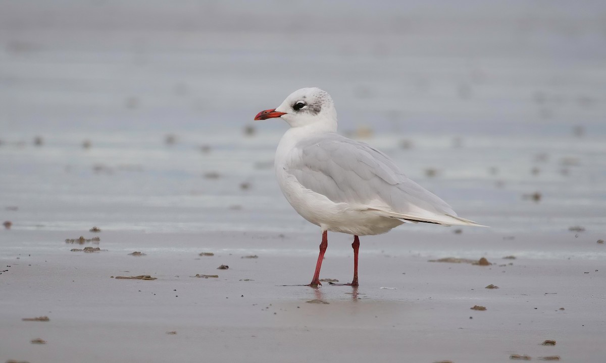 Gaviota Cabecinegra - ML477979601