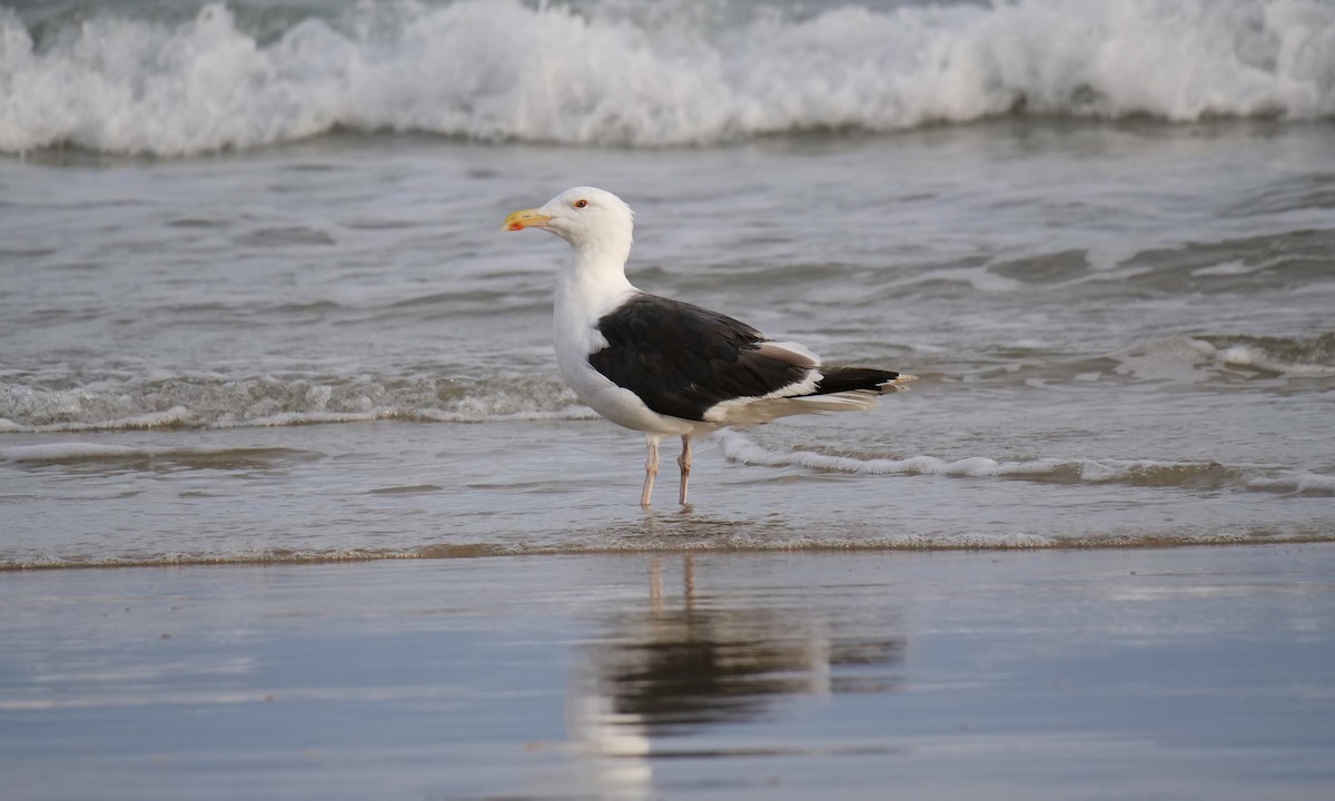 Great Black-backed Gull - ML477979751